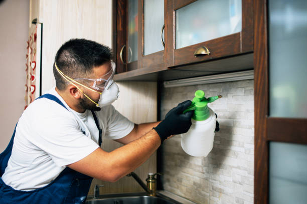 Best Wasp Removal Services  in Orlovista, FL