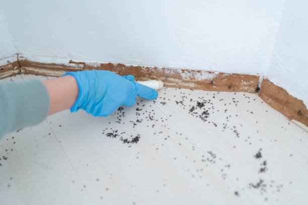 Professional Pest Control in Orlovista, FL